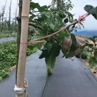 果园防草布
