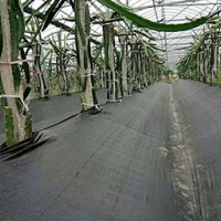 火龙果基地用防草布