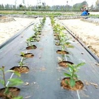 成卷打孔除草布