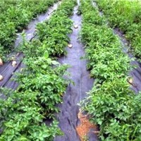 药材种植打孔防草布