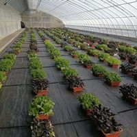 花卉种植园艺地布