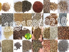 草种如何种植？